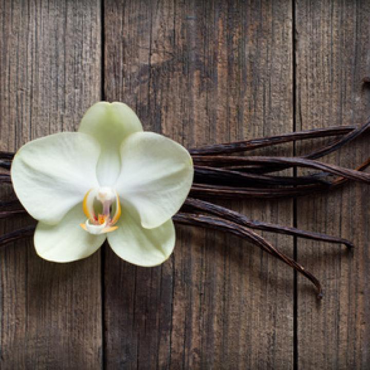 Vanilla Fragrances: The Timeless Note That Continues to Evolve