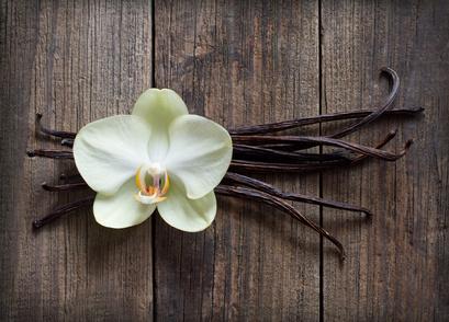 Vanilla Fragrances: The Timeless Note That Continues to Evolve