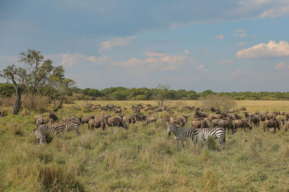 Maasai Mara